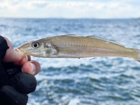 いつもより良型良好!今日もキス釣り!